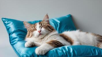 A white and brown cat is laying on a blue pillow photo
