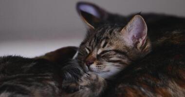 Close Up of Resting Cats with Tabby and Tortoiseshell Patterns video