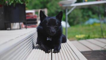 Black Dog with Bone Tag Resting on Wooden Decking in Garden video