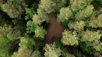 Aerial View of Dense Forest Canopy with Visible Dirt Path video