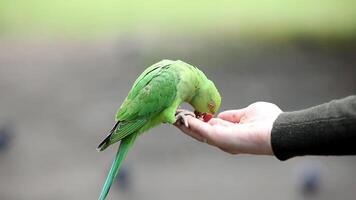 Green Parakeet with Red Beak Perched on Human Hand Outdoors video