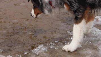 Dog with Multicolored Coat Observes Partially Frozen Surface video