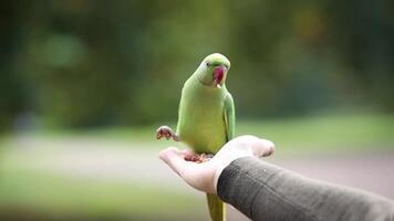 Green Parakeet with Red Beak Perched on Hand in Natural Setting video