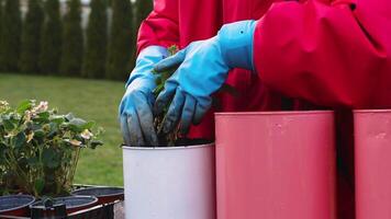 Gardener Planting in White Pot with Neatly Trimmed Hedges video