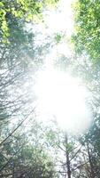 Sunlight Gently Filtering Through the Lush Canopy of a Vibrant and Serene Forest. Clip video