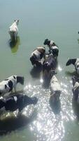 Cows peacefully wading in calm, clear water on a warm, sunny day under a blue sky. Clip video