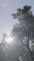 The Serene Canopy Offers a Beautiful Environment with Sunlight Filtering Through Trees Ahead. Clip video