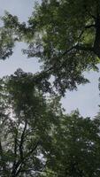 A Serene and Inviting View of the Lush Tree Canopy Located Beneath a Bright Sunny Sky Above. Clip video