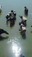 Cows Wading in Shallow Water on a Bright and Sunny Day by the Peaceful Riverside. Clip video