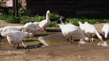 A group of geese can be observed foraging for food near a puddle in a tranquil rural setting. Stock Clip video