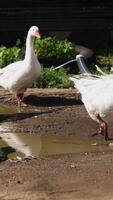 A group of geese can be observed foraging for food near a puddle in a tranquil rural setting. Stock Clip video