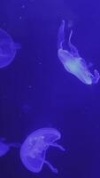 The Mesmerizing Jellyfish Are Gracefully Floating in the Deep Blue Waters of the Ocean. Media video