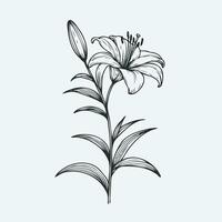 A black and white drawing of a lily vector