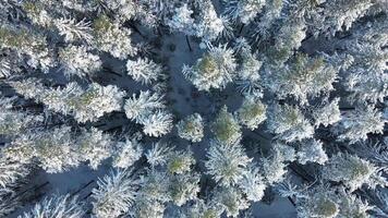 Aerial View of Snow Covered Forest with Dense Tree Patterns video