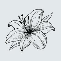 A black and white drawing of a lily flower vector