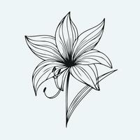 A black and white drawing of a lily vector