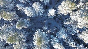 Aerial View of Snow Covered Forest with Dense Tree Canopy video