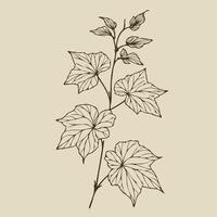 A drawing of a vine with leaves vector