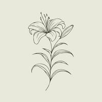 A drawing of a lily on a beige background vector