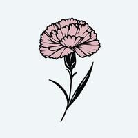 A pink carnation flower on a white background vector