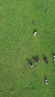This is an Aerial View of Cows Grazing Calmly in a Lush Green Pasture Under a Clear Sky. Stock Clip video
