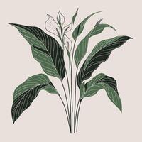 illustration of a plant with leaves drawing vector