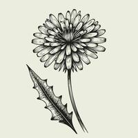 A drawing of a dandelion with leaves vector
