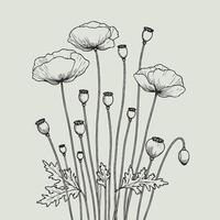 Poppy flowers in a sketch style vector