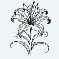 A black and white drawing of a lily vector