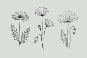 Poppy flowers hand drawn sketch set vector