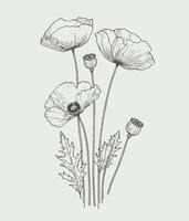 Poppy flowers in black and white on a light background vector