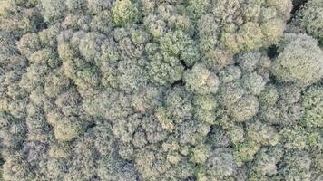 Tree Aerial View video