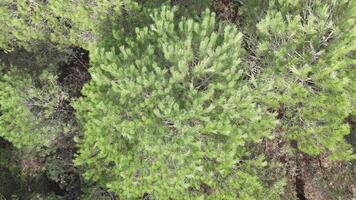 Forest Nature Aerial View video