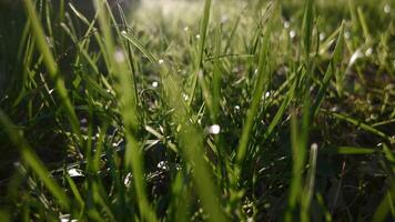 4k footage running through green grass and daisies on a winter day in Italy, temperate climate video