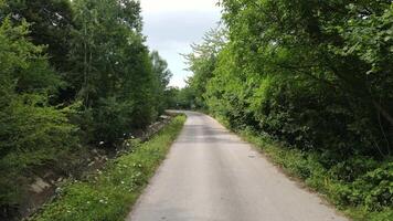 Aerial Drone Road Trees Both Sides video