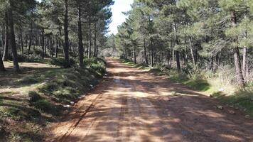 Road with Green Forest video