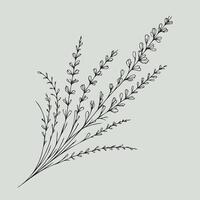 A drawing of a plant with leaves vector