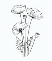 Poppy flowers in black and white illustration vector