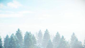 Copy Space Background High Angle Shot of Pine Forest 3D Animation video