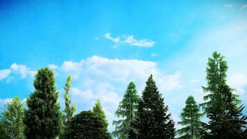 Blue Sky and Clouds with Different Types of Pine Trees 3D Animation video