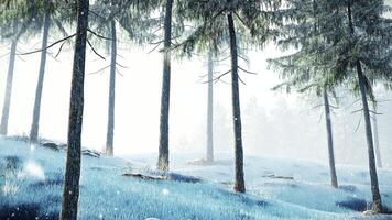 Tree Trunk Background 3D Animation Moving in to the Pine Forest video