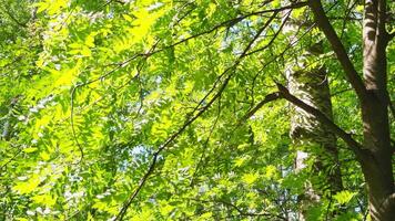 sunlight through branches with green leaves in the first days of spring, The empty summer park at sunny day, white tree trunks, shadows and sunspots, blue sky, footpath in public park video
