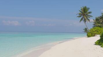 The amazing wild beach of the island of Maldives in the Indian Ocean. Azure water and palm trees. Palm shadow on the white sand video