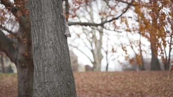 Squirrel Descending a Tree Trunk on an Overcast Autumn Day video