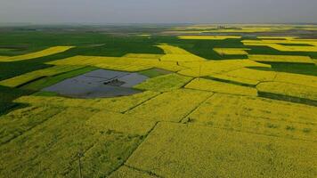 Stunning Drone View of Mustard Fields in Sirajganj, Bangladesh video