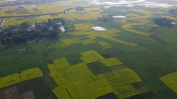 Mesmerizing Drone View of Mustard Field in Sirajganj, Bangladesh video