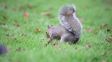 Squirrel in Motion on Leaf Strewn Autumn Grass Field video