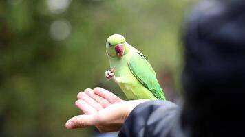 Green Parakeet with Red Beak Perched on Human Hand in Natural Setting video