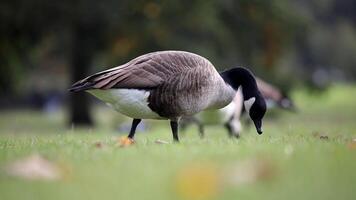 Close Up of Canada Goose Grazing in Natural Park Setting video