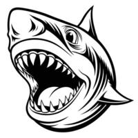 shark head with open mouth and teeth vector